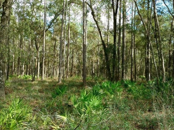 1.37 Acres, Forrest Land for Sale Dade City Florida