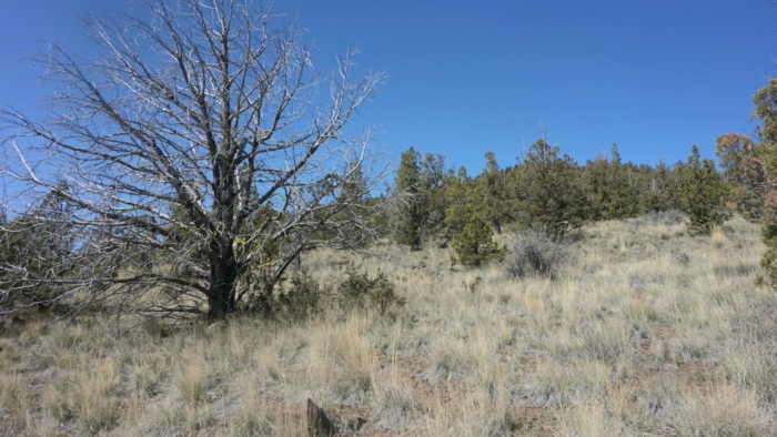 4.15 Acres,,vacant forest Land in Prineville OR
