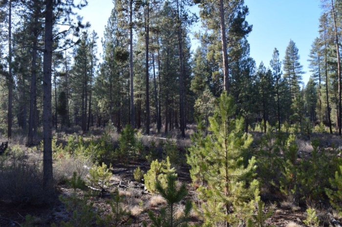 20 acres of land for sale in La Pine, Oregon
