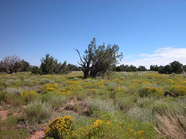 Buy raw land for sale in Arizona